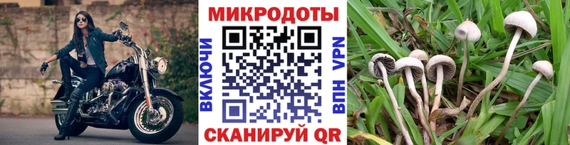 купить   Плёс  Галлюциногенные грибы Psilocybine cubensis 